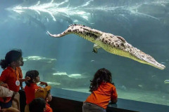 Dubai Crocodile Park Tickets | Book Online Now
