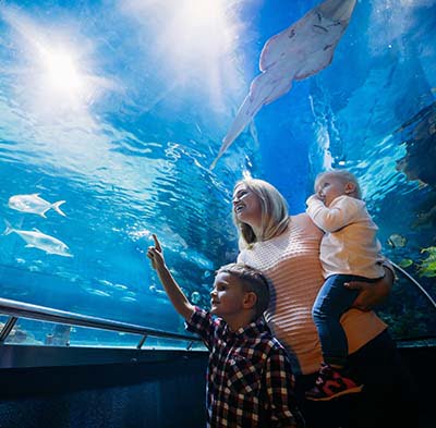 Dubai Aquarium & Underwater Zoo Combo Tickets
