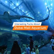 Interesting Facts About Dubai Mall Aquarium