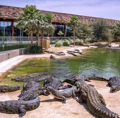 Dubai Crocodile Park Tickets