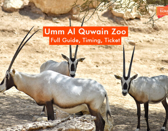 Complete Guide to Umm Al Quwain Zoo: Timing, Ticket Price & More