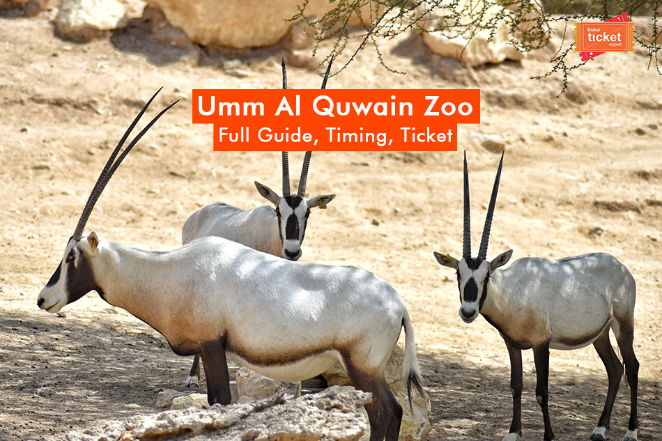 Complete Guide to Umm Al Quwain Zoo: Timing, Ticket Price & More