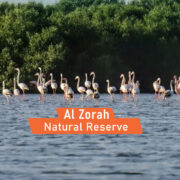 Al Zorah Natural Reserve
