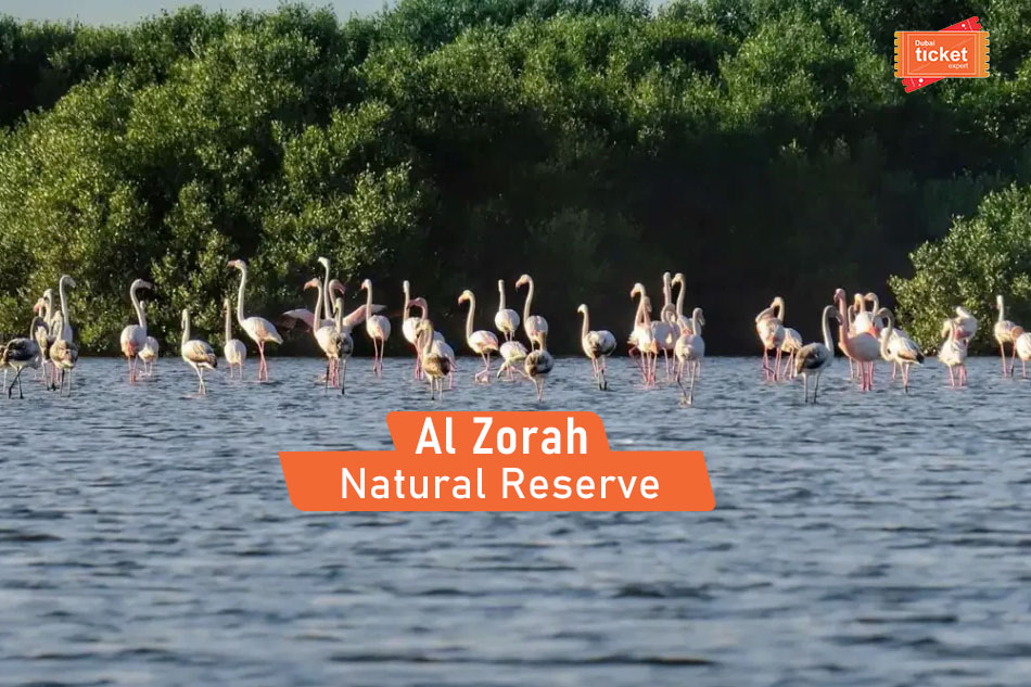 Al Zorah Natural Reserve