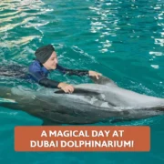 Day at Dubai Dolphinarium