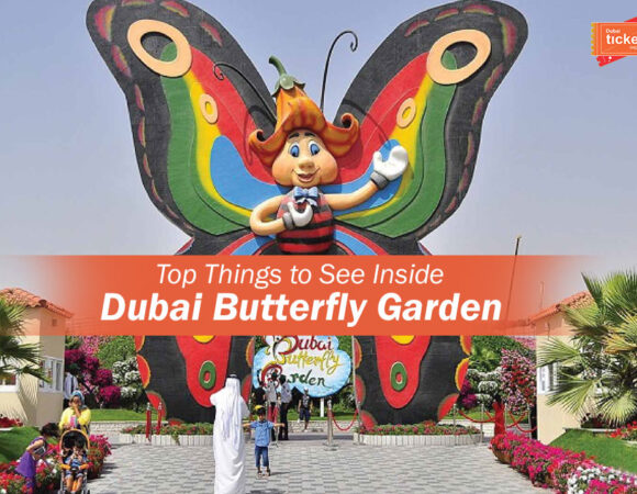 Top Things to See Inside Dubai Butterfly Garden